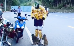 Tranh cãi clip ‘người chuối’ chọc ghẹo khỉ hoang dã trên bán đảo Sơn Trà