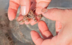 Vào mùa tôm hùm giống, ngư dân Đà Nẵng thu bộn tiền mỗi ngày