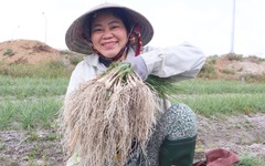 Tất bật thu hoạch kiệu Tết, nông dân Đà Nẵng vui vì được mùa, giá ổn