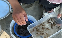 Săn tôm hùm giống, ngư dân thu bạc triệu mỗi chuyến ra khơi