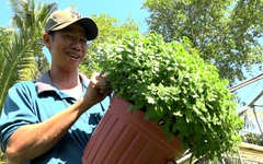 Cúc mâm xôi Hàn Quốc 'cháy hàng', nhà vườn phấn khởi đón Tết