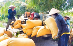 Gìn giữ nguồn gene và phục tráng giống lúa chất lượng cao giúp nông dân sinh lợi