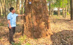 Cận cảnh vườn cao su 120 năm tuổi đang được bảo tồn ở Đồng Nai