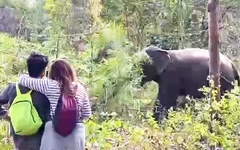 Ngắm rừng khộp lớn nhất Việt Nam vào mùa thay lá