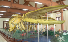 Cận cảnh 2 bộ xương cá ông lớn nhất Việt Nam sau thời gian phục dựng ở Lý Sơn