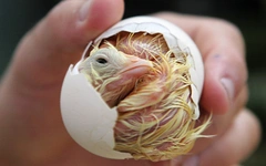 Nhật Bản dùng AI xác định giới tính gà con từ trong trứng, chính xác 97%