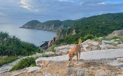 Chú chó vàng được đánh giá 5 sao trên Google Maps và câu chuyện về 'bạn dẫn đường đặc biệt'