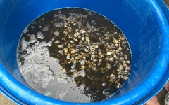 Ăn ốc bươu ngâm với 'thủy tinh lỏng' âm thầm phá cơ thể ra sao?