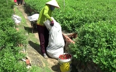 Cận Tết, ớt Khánh Hòa trúng mùa, trúng giá