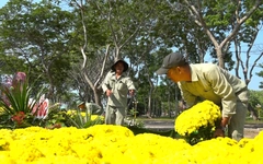 Chính quyền địa phương ra tay giải cứu cúc mâm xôi nở sớm, nông dân Sa Đéc 'có Tết'