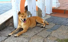 'Bạn chó Vàng’ dẫn đường ở Mũi Điện - Bãi Môn được du khách chấm 5 sao