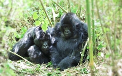 Đến lục địa đen tìm dã thú Gorilla