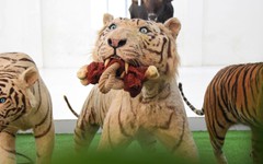 Ngắm tiêu bản nhớ hổ trắng Ngộ Không ở Thảo cầm viên Sài Gòn