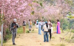 Về Đà Lạt, check-in những cung đường mai anh đào rợp sắc hồng