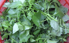 Cây tầm bóp, loại rau dại bất ngờ thành ‘đặc sản’ có tác dụng thế nào cho sức khỏe?