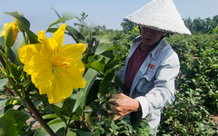 Làng mai vàng Bình Lợi vào vụ cao điểm, nhà vườn tất bật chuẩn bị Tết Bính Ngọ