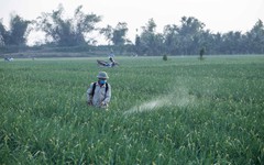 Bổ sung một số loại thuốc phòng trừ sinh vật gây hại trên sầu riêng, thanh long, bưởi