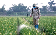 Điểm mới trong danh mục thuốc bảo vệ thực vật được phép sử dụng tại Việt Nam