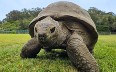 Gene lạ khiến cụ rùa 194 tuổi 'cải lão hoàn đồng'