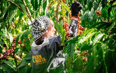 Để xây dựng thương hiệu Robusta Việt, cần tấm hộ chiếu nguồn gốc