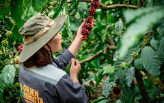 Ngành cà phê Việt tính chi 2 triệu USD cho chương trình quảng bá thương hiệu Robusta