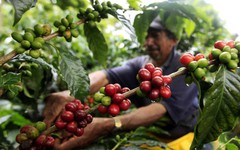 Nâng tầm Robusta Việt: phải bắt đầu từ niềm tin