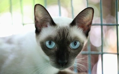 Du lịch Thái Lan chững lại, 'kinh tế mèo' vượt 11,8 tỉ USD