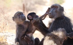 Loài khỉ cũng sợ mẹ cho ‘ra rìa’