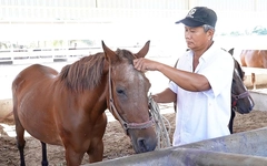 Những người vương vấn nghề nuôi ngựa đua Đức Hòa - Kỳ 1: Đường đua đã dừng, ngựa buồn bên chủ