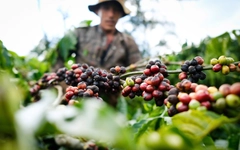 Gần 2.600 sản phẩm nông sản xuất sang Trung Quốc phải có thư xác nhận