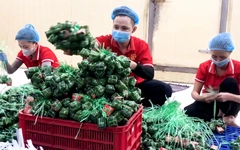 Làng nghề nem Lai Vung tất bật sản xuất phục vụ Tết Bính Ngọ