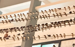 Chim én đậu dày đặc, thải phân gây ô nhiễm nhiều tuyến đường ở Mỹ Tho