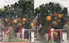 Mua cây bưởi 8 triệu về chưng Tết, đi đoạn đường quả rụng mất nửa cây