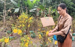 Giá mai vàng giảm mạnh vẫn vắng người mua, nông dân xã Bình Lợi thấp thỏm chờ khách