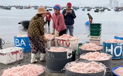 Ngư dân Đà Nẵng miệt mài ra khơi săn ruốc biển những ngày cận Tết