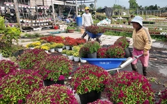 Sa Đéc xuất giàn 1,3 triệu giỏ hoa Tết, cúc mâm xôi vàng hút hàng