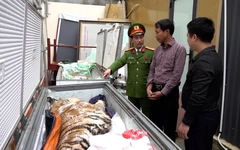 Mua bán 2 con hổ gần 2 tỉ đồng để nấu cao, 2 người bị bắt