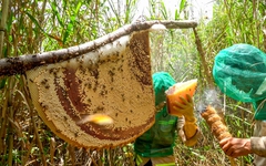 Tết này đến Cà Mau chơi đâu vui, ăn gì ngon?