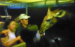 Khách quốc tế mê đi tour đêm xem ngựa vằn, tê giác, linh dương, hươu cao cổ ở Phú Quốc dịp Tết