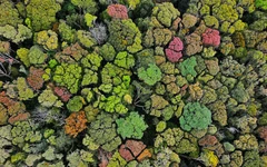 Rừng Măng Đen thay lá rực rỡ như bức tranh