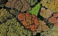 Mùa lá chuyển màu 'nở hoa' ở Măng Đen, hẹn du khách dịp Tết Bính Ngọ 2026