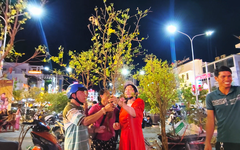 Mai nhánh ở Long Xuyên đắt khách, giá chỉ từ vài chục nghìn đồng