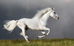 Ngựa nhanh đến mức nào? Sự thật phía sau những cú nước rút hơn 70km/h