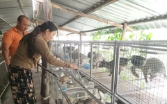 Người dân Cà Mau làm giàu nhờ nuôi chồn hương sinh sản