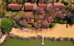 Măng Đen rợp sắc hồng mai anh đào những ngày cận Tết