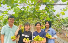 Check-in vườn nho ngón tay gây sốt dịp Tết ở Vĩnh Long