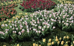 Lên núi Bà Đen, 'nóc nhà' Nam Bộ, ngắm hoa tulip khoe sắc