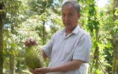 Sầu riêng miền Tây lên 140.000 đồng/kg, nhà vườn phấn khởi đầu năm