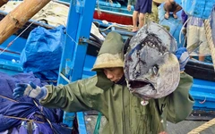 Cảng cá Phú Yên cũ, Khánh Hòa nhộn nhịp đón 'lộc biển' từ những chuyến tàu xuyên Tết