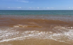 Tìm nguyên nhân nước biển Tam Quan đổi màu đỏ lạ